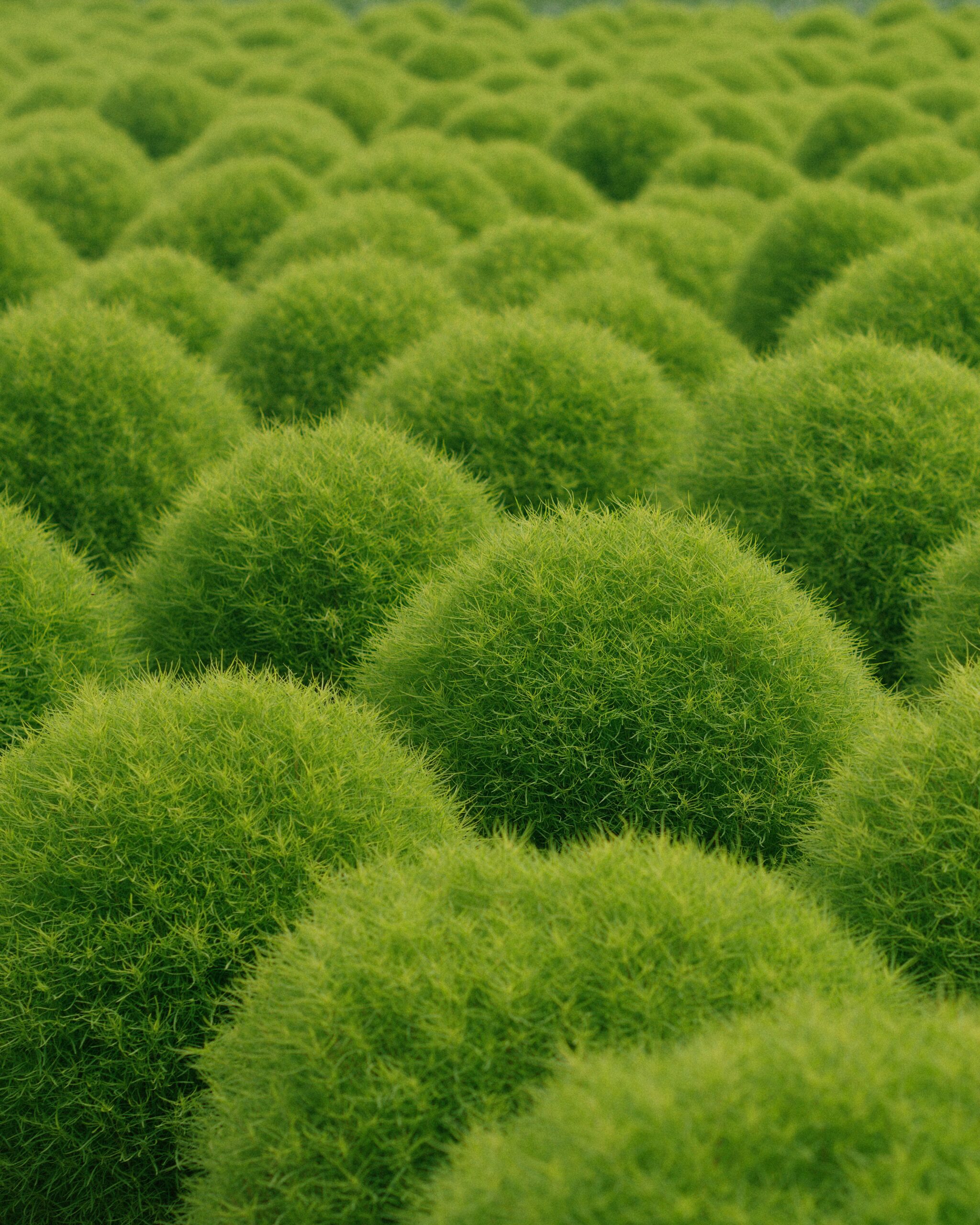 A field full of green bushes with a sky background