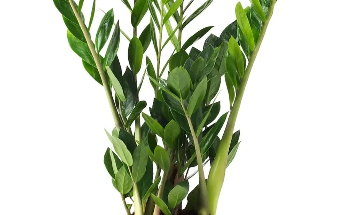 ZZ Plant ZZ Plant